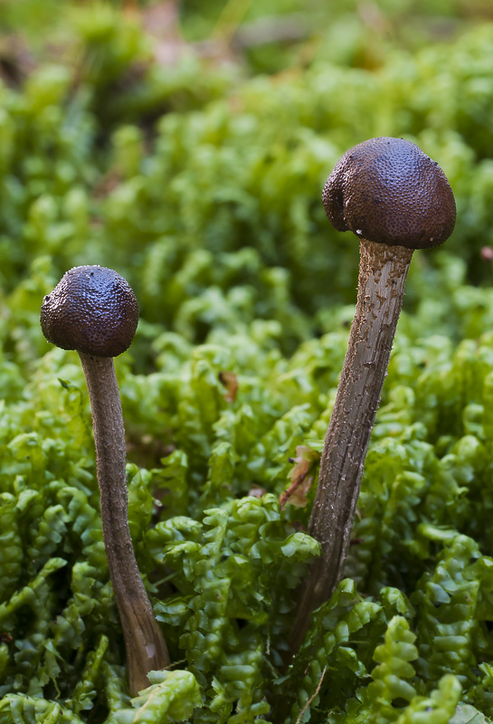 Cordyceps rouxii